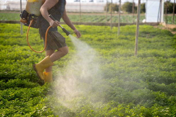 Best Mosquito Control Services  in Carrizo Springs, TX