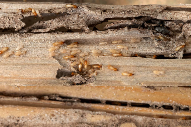 Best Emergency Pest Control  in Carrizo Springs, TX