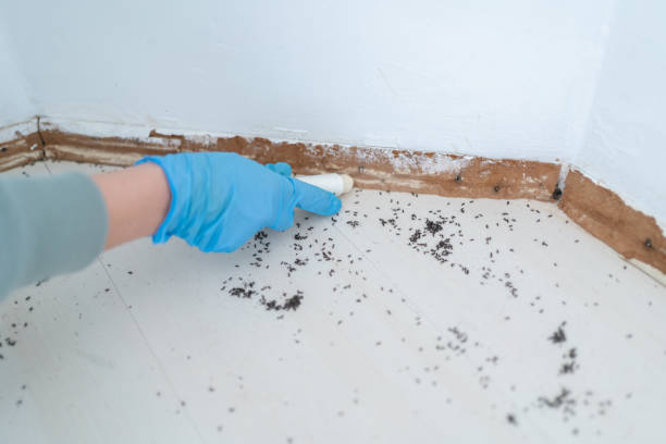 Best Pest Prevention Services  in Carrizo Springs, TX